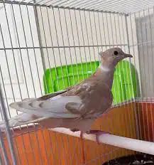قمري 0