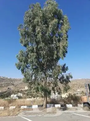 أشجار مصدات و حواجز سواتر كين فكس بزرومي شث 0