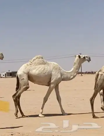 لقحه ولقيه وبعير اشقح وبعير حمر ومفروده 2