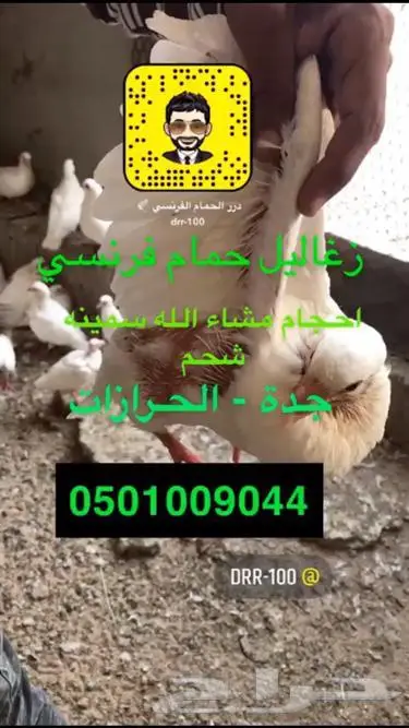 زغاليل حمام فرنسي شحم ماشاء الله index