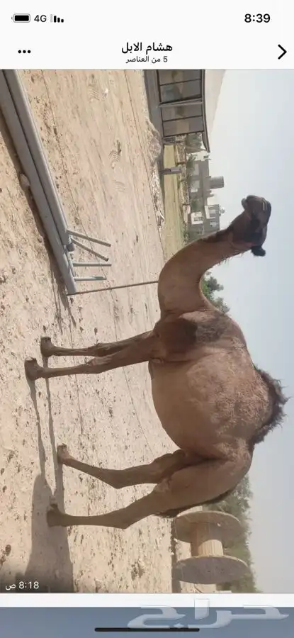 لقحه ثنيه صفراء دبساء دبيانيه ولقحه على بعير بن خشمان 2