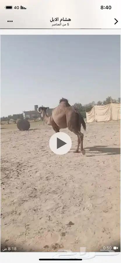 لقحه ثنيه صفراء دبساء دبيانيه ولقحه على بعير بن خشمان 3