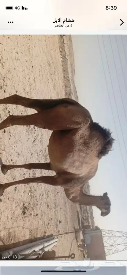لقحه ثنيه صفراء دبساء دبيانيه ولقحه على بعير بن خشمان 1