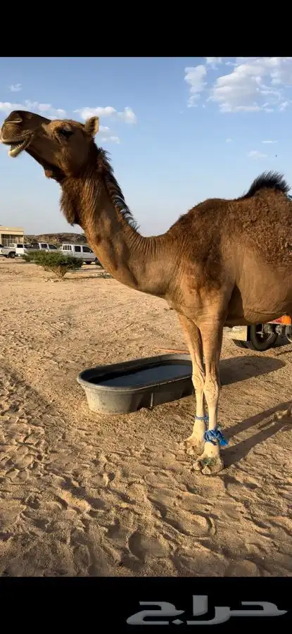 لبيع لقحه الموقع المضه 0