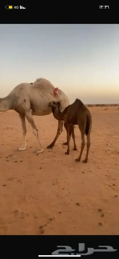 قعدان قصب بريه اعمارها 4 شهور 1