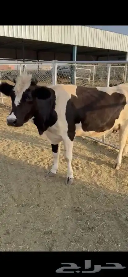 بقر هولندي شرط 0