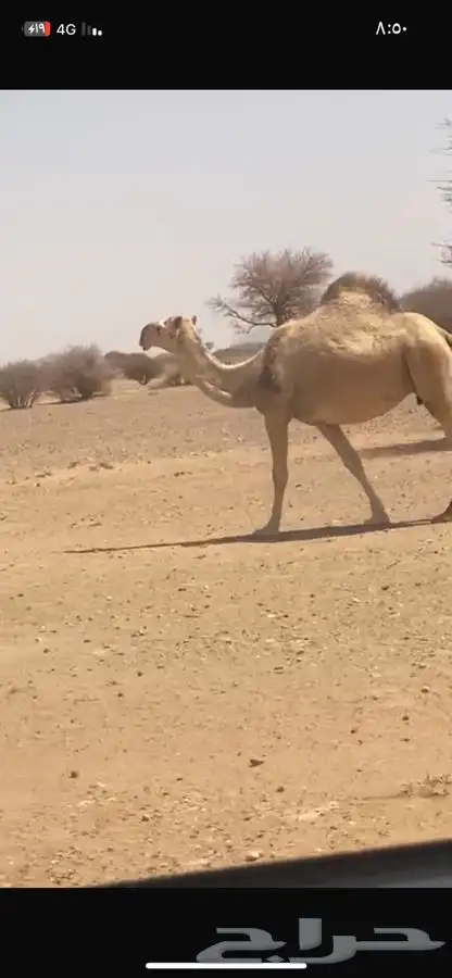 لقحه شقحاء 0