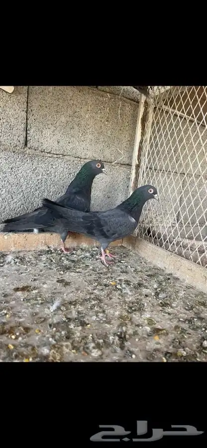 باكستاني بيور 1