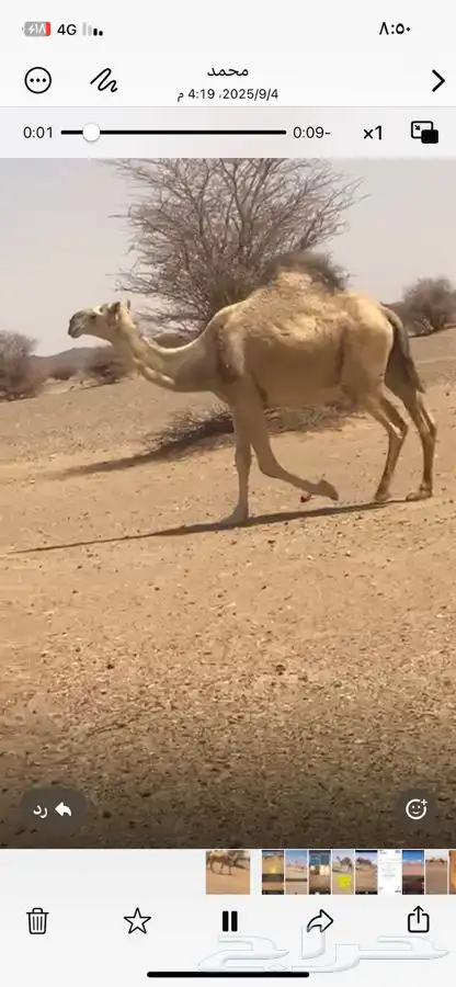 لقحه شقحاء 2
