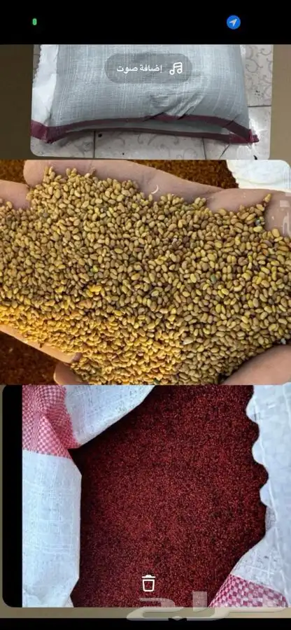 بذر البرسيم 1