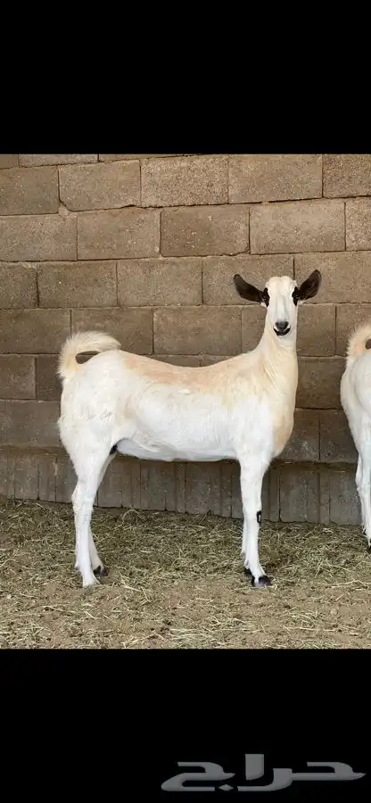 مشروع بيشي اكحل مذهب فاخر 1