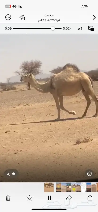 لقحه شقحاء 1