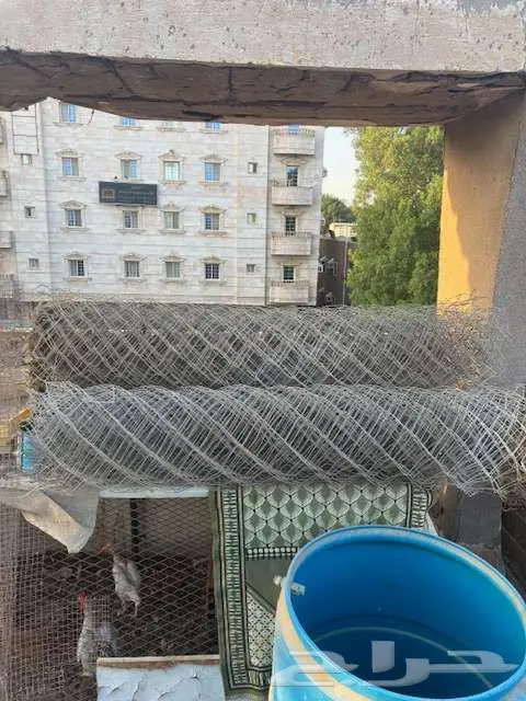 شبك جديد غنم عرض 0
