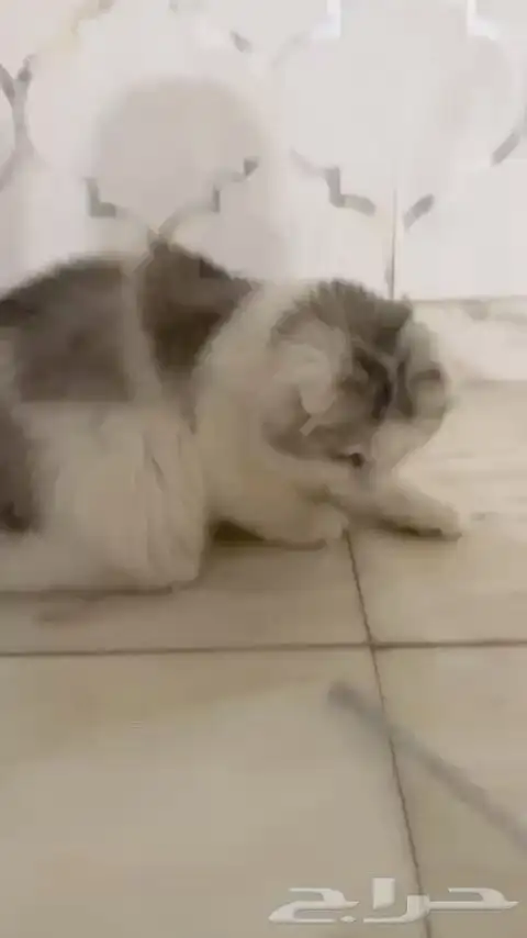 قطوه 0
