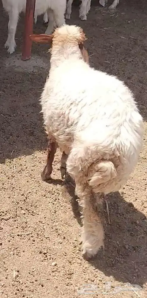 رخله سمين 3
