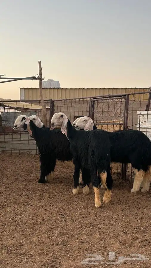 رخال نجد صنف 0