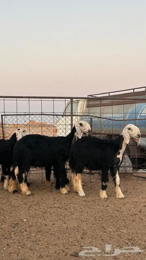 رخال نجد صنف 2