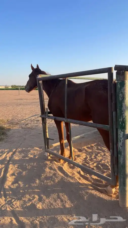 حصان للبيع 0