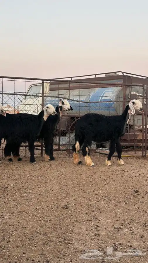 رخال نجد صنف 1