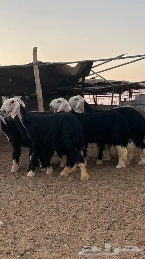 رخال نجد صنف 4