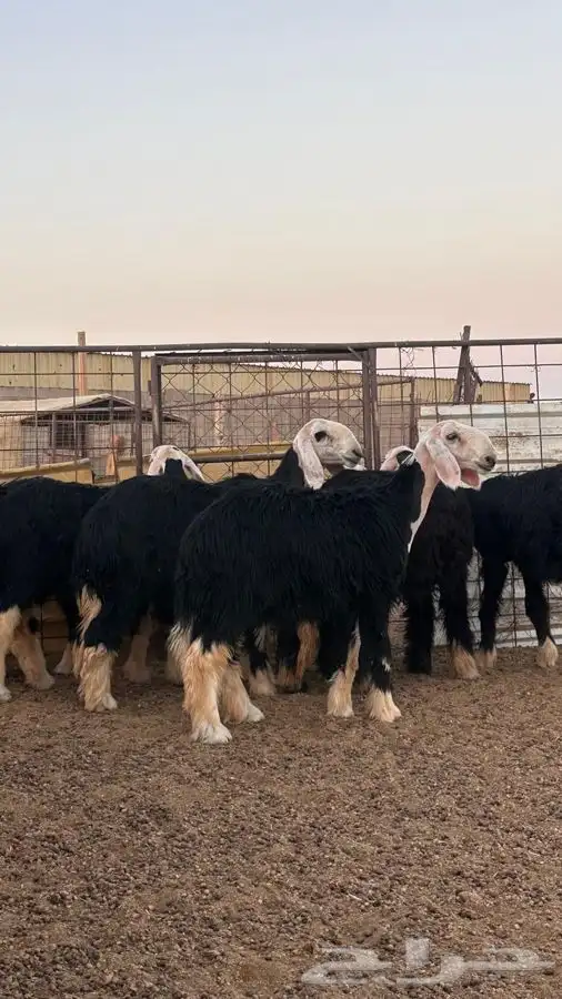 رخال نجد صنف 5