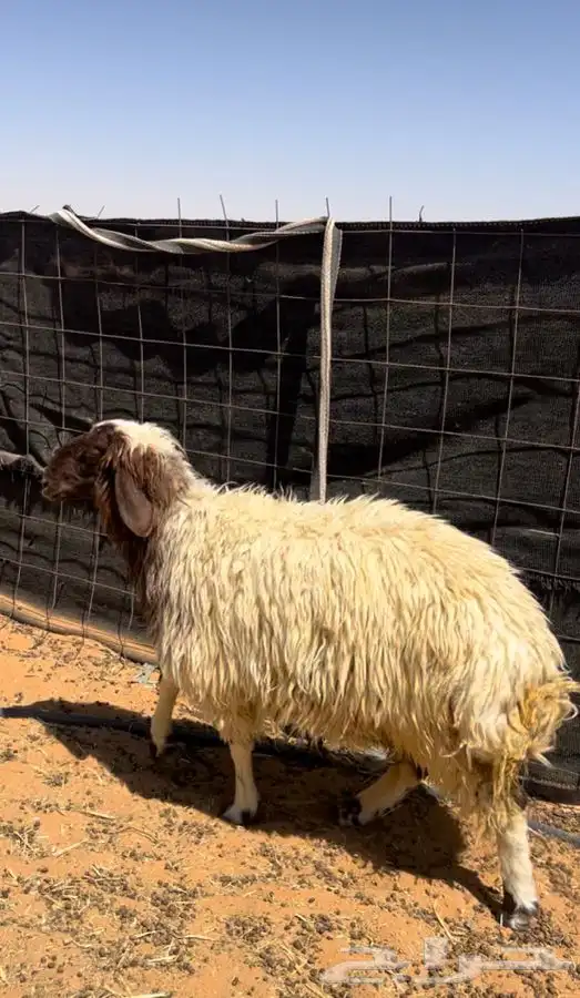 ذبايح طيبه وبريه 1