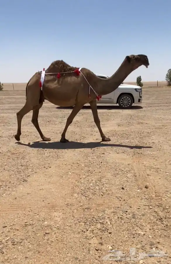 للبيع الصفراء 0