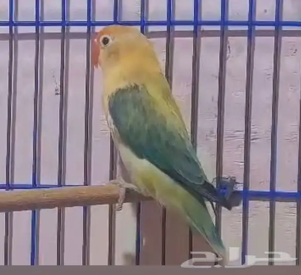 للبيع زوج فيشر اوبلاين طفرات عاليه 3