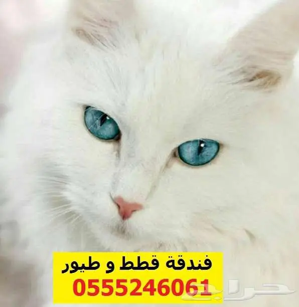 فندقة قطط وطيور 6061 24 0555 تقييمات عدد 40 ممتازه 0