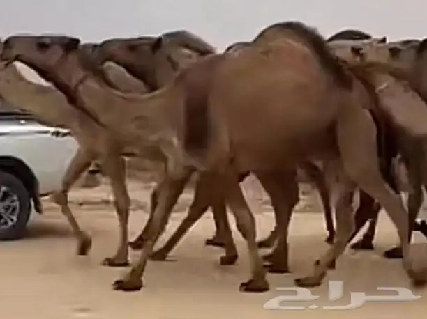 قروب حلال اصيل الجزيرة الرسمي 0