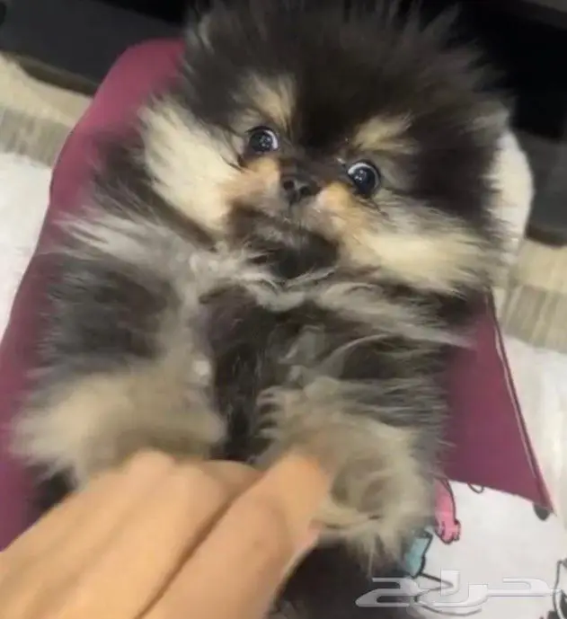 بومرينيان 2