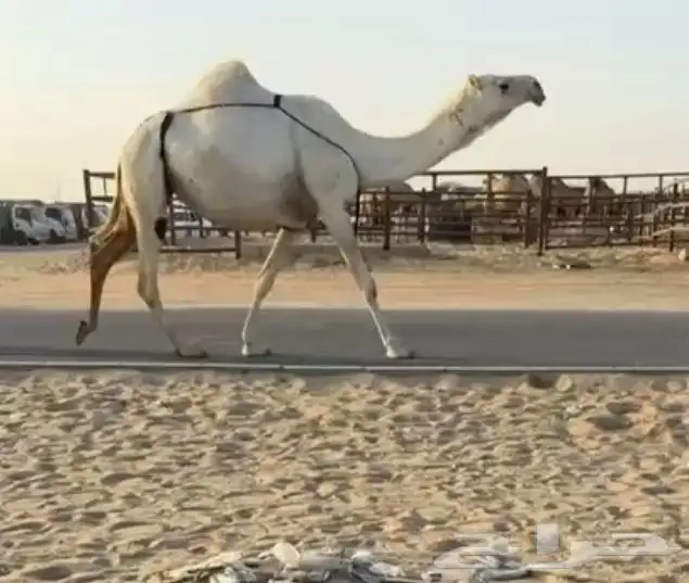 ناقه وضحاء 0