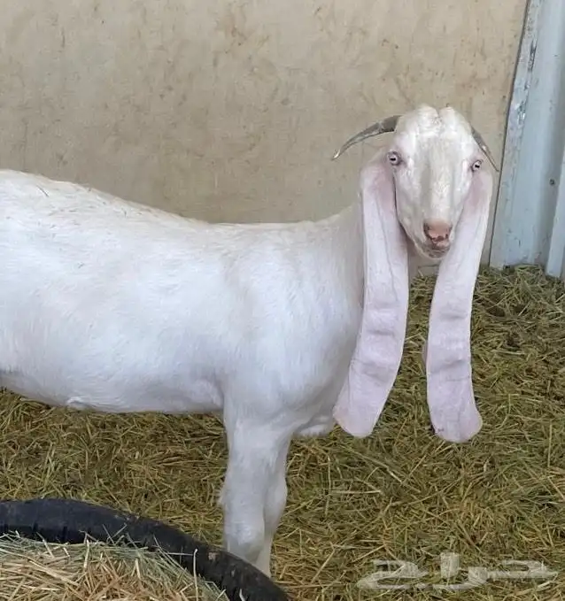 عنز مطوره بيضاء 2
