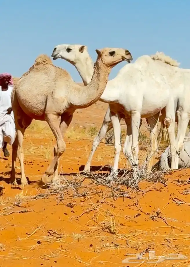 ابل للبيع العدد 18 مع الوايت 0