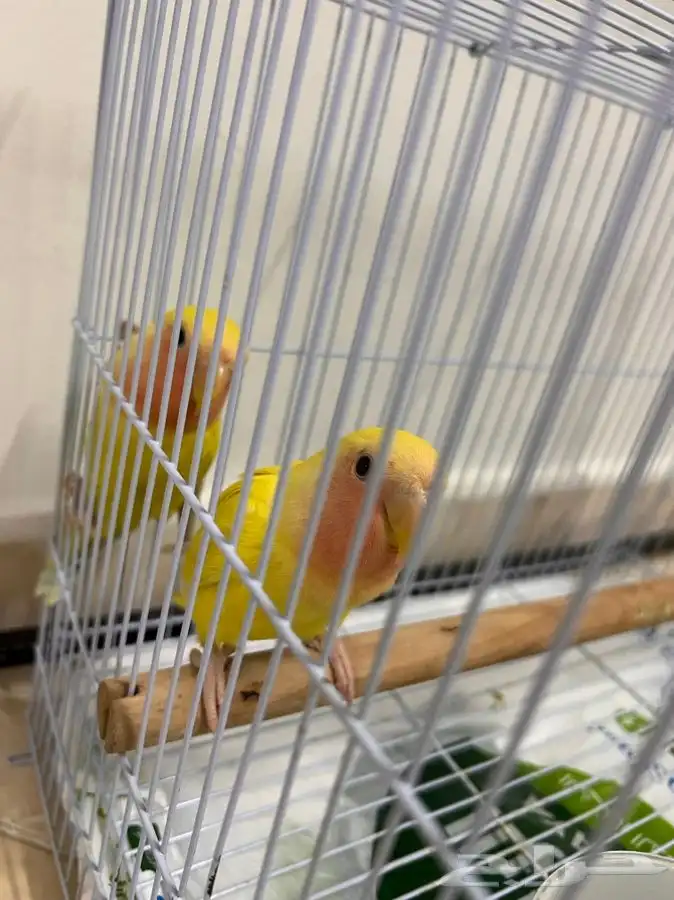 روز لاتينو للبيع 0