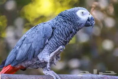 مطلوب ذكر كاسكو قد سبق وانتج 0