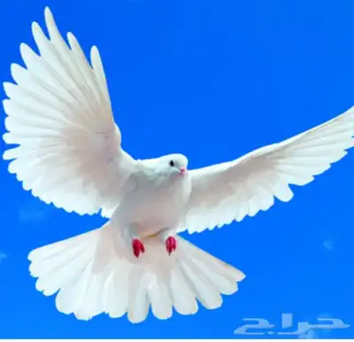 مطلوب شبك حمام 0