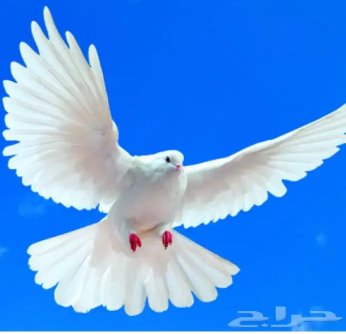 مطلوب شبك حمام 0