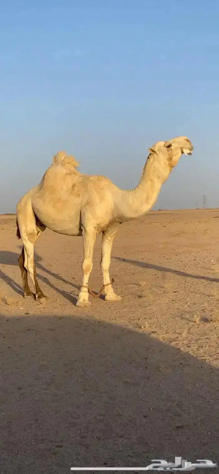 فحل اوضح كفو 2