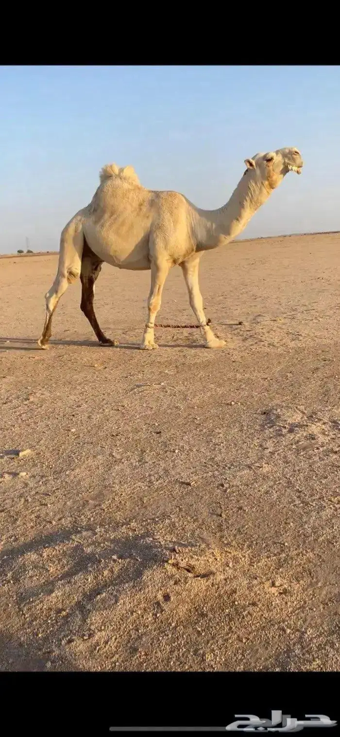 فحل اوضح كفو 1