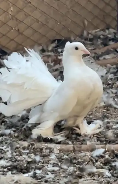 حمام 0