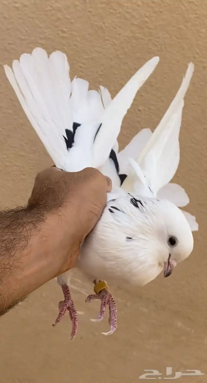 حمام قطايف انثى نمشى مزيونه 0