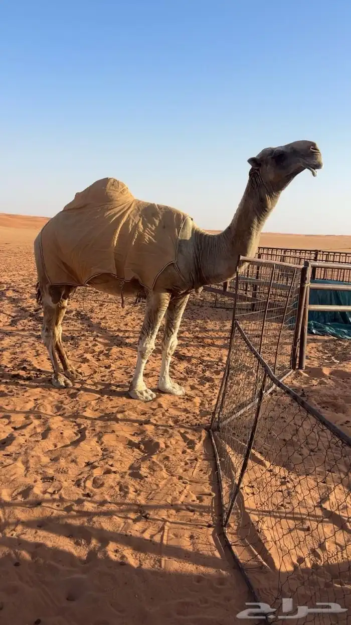 للبيع فحل تمامي 0