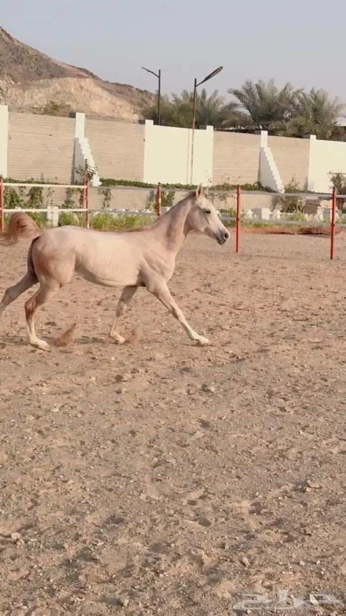 خيل 19