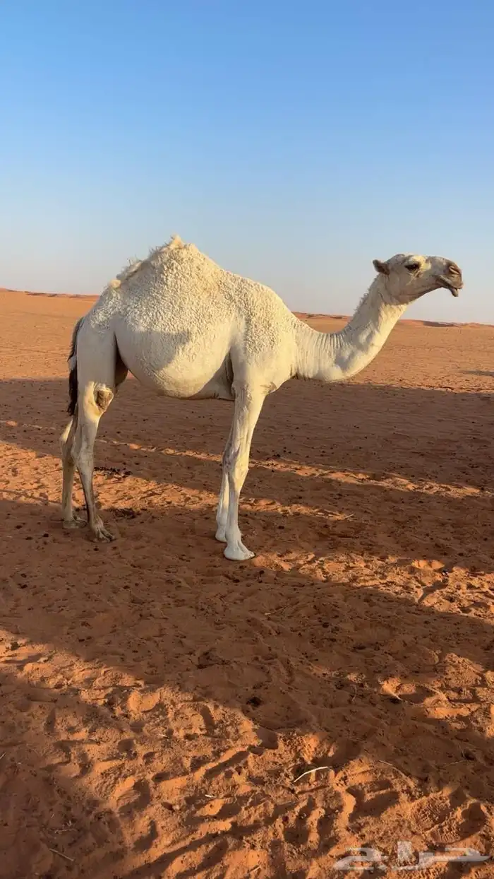 للبيع فحل تمامي 3