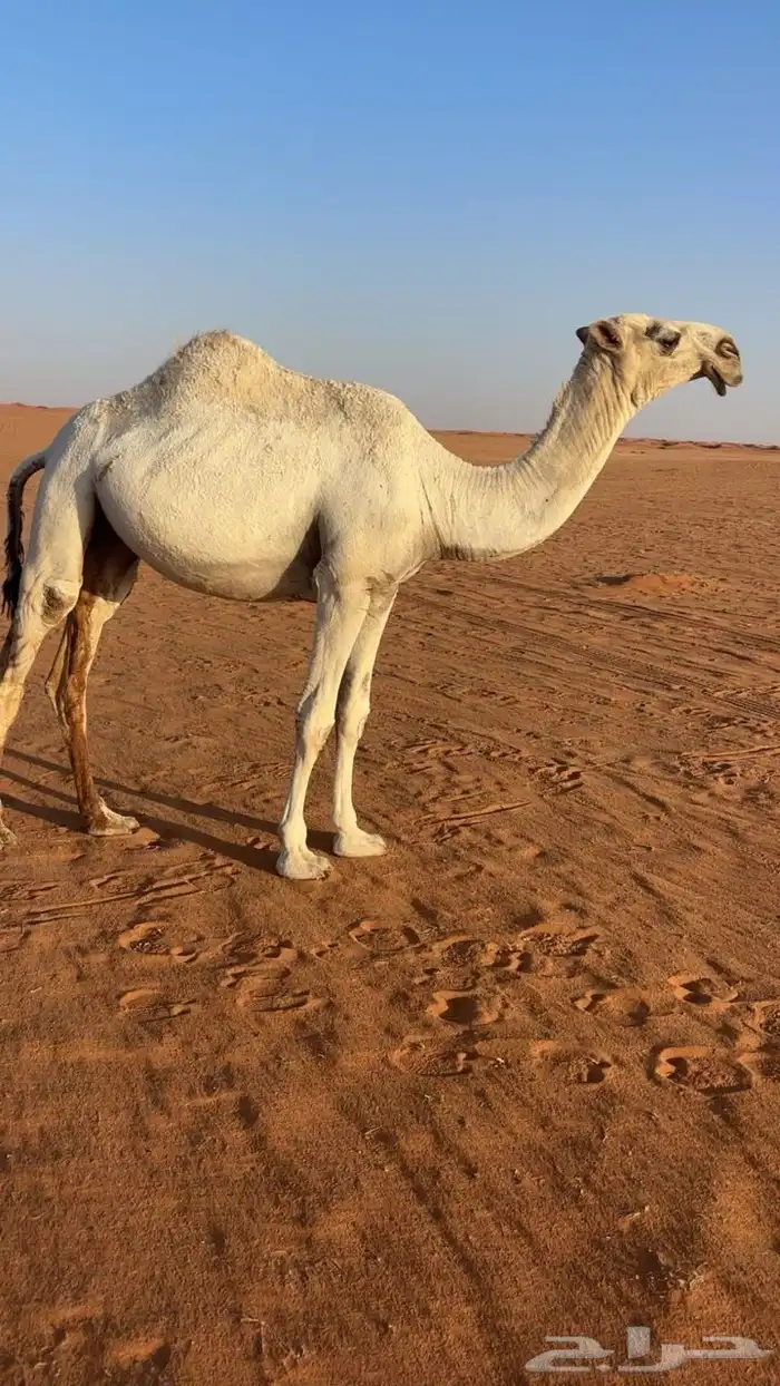 للبيع فحل تمامي 4