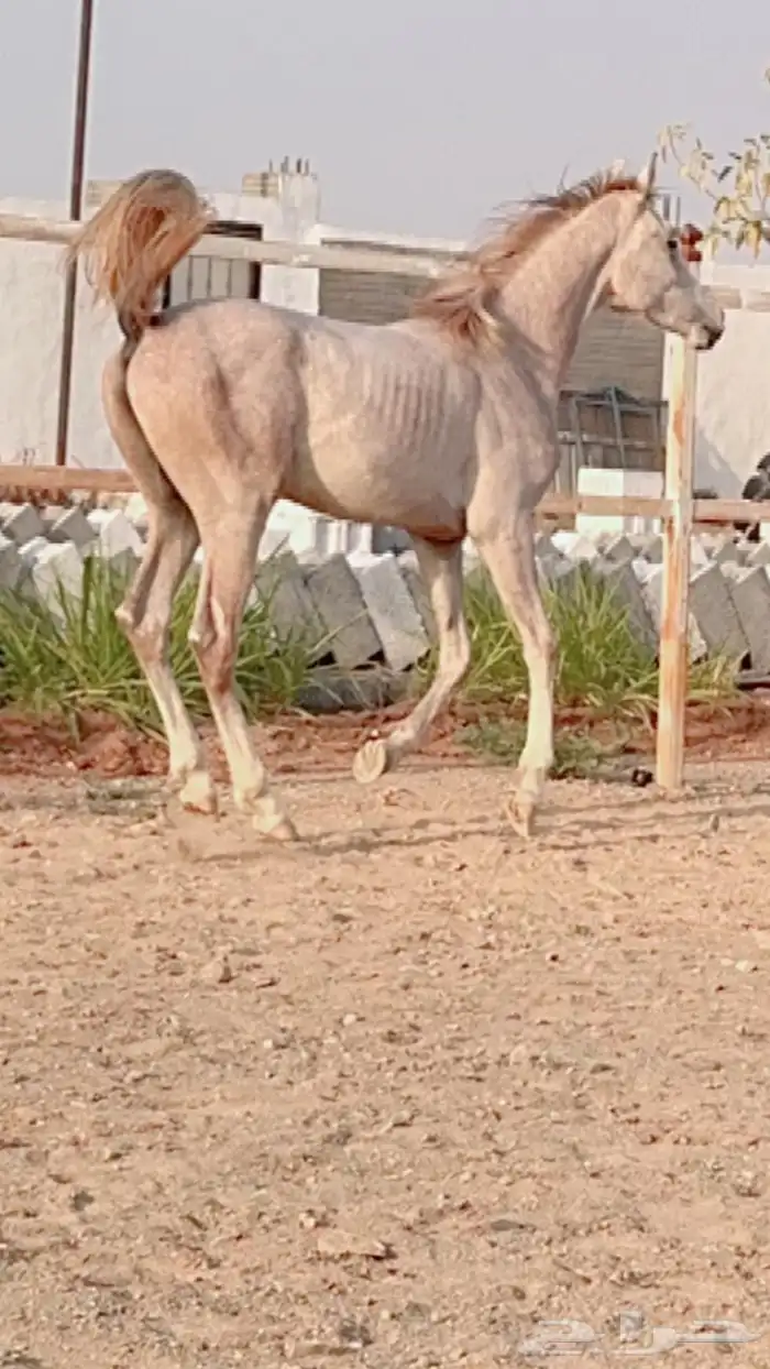 خيل 21