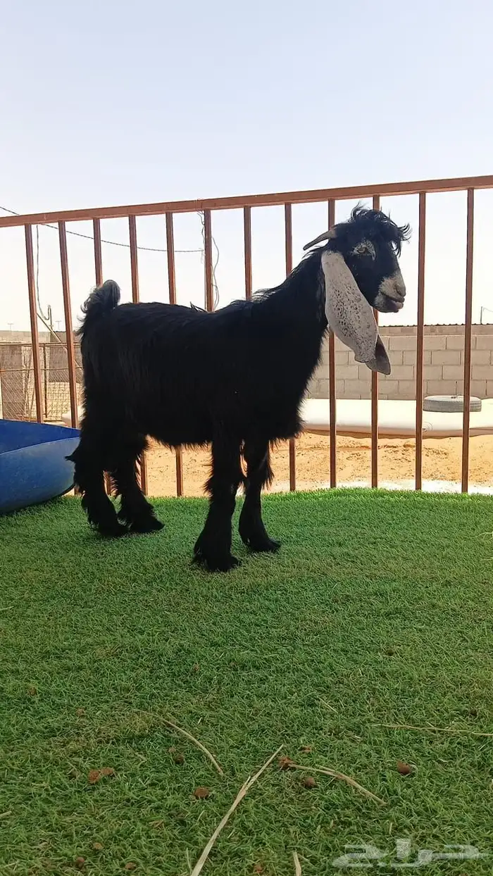 ذبايح المجمعه 0