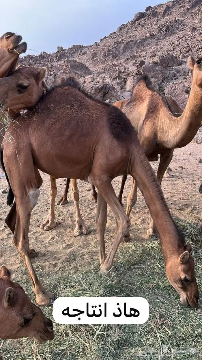 للبيع جمل مشروط 12