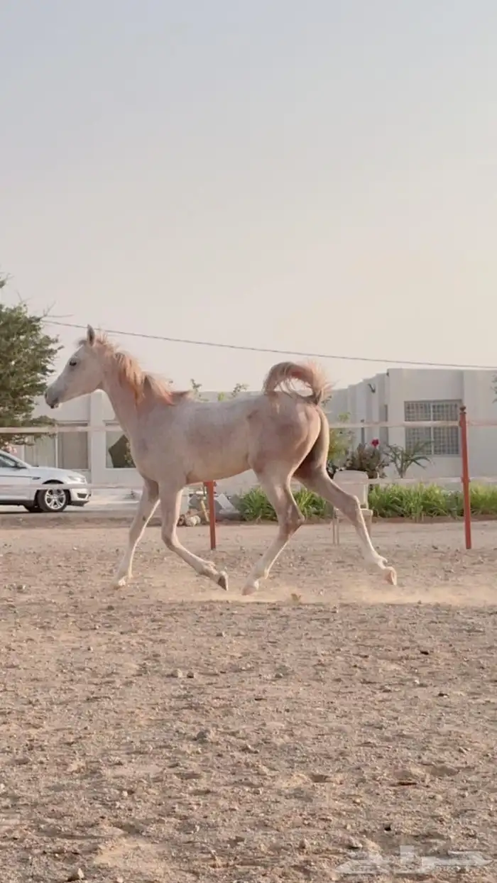 خيل 17